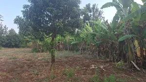 Mugumo Estate Kamiti Road Prime Well Drained Red Soil 1/4 Acre