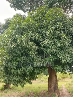 12 Acre of Farm Land for Sale