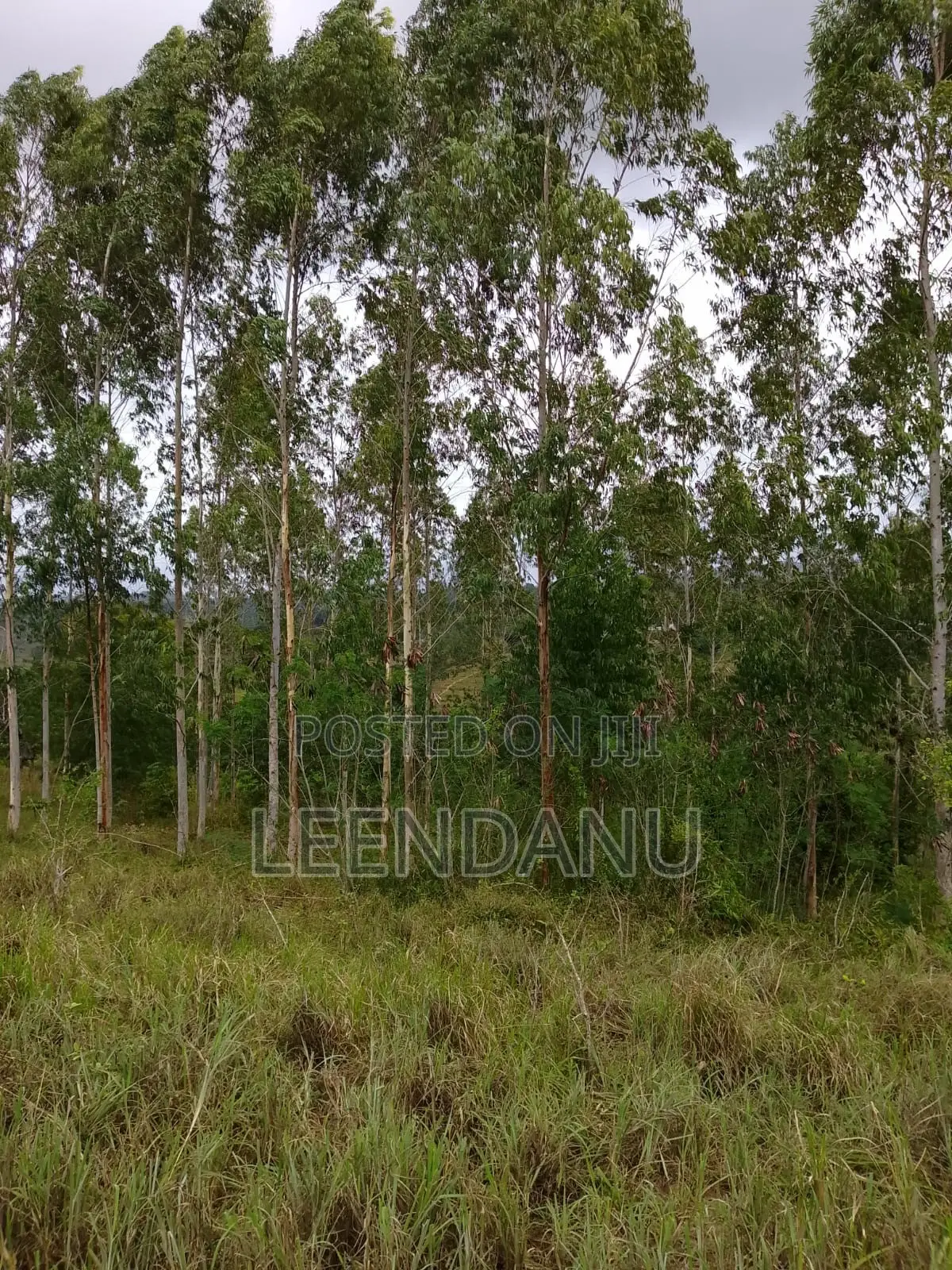 12 Acre of Farm Land for Sale