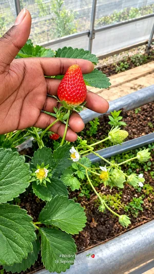 Strawberry