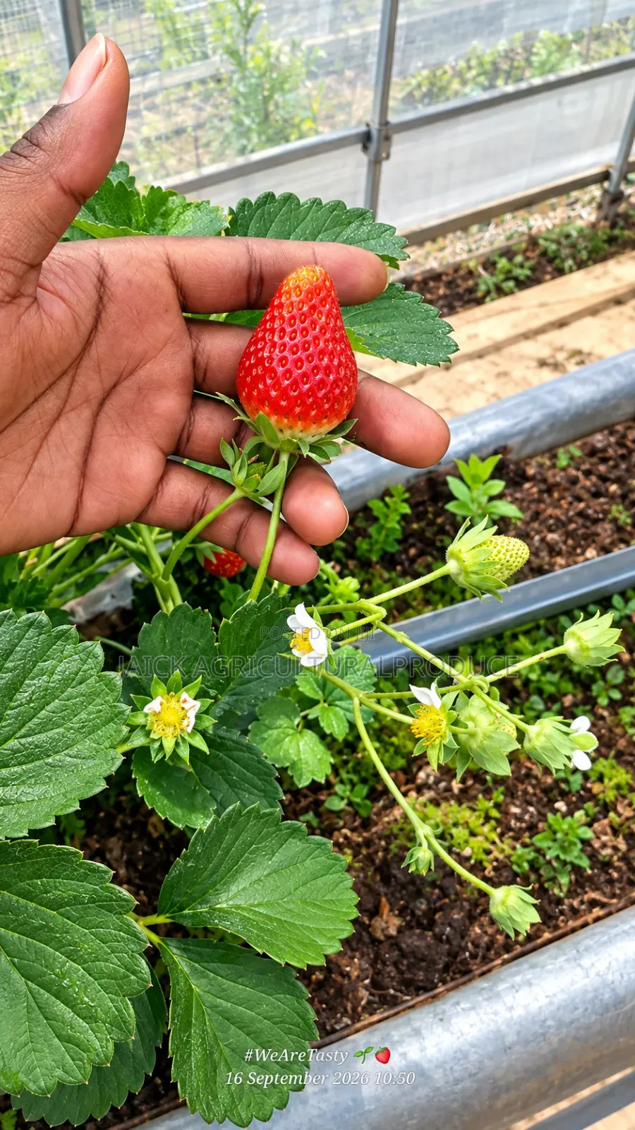 Strawberry