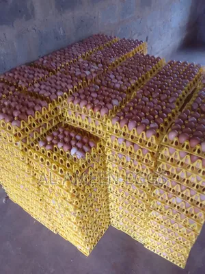Eggs-Medium