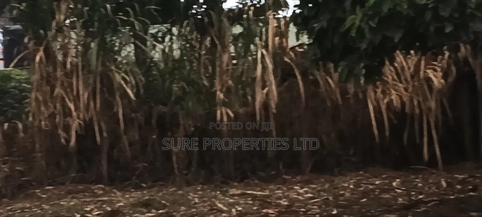 100x100 Prime Plot in Thamanda
