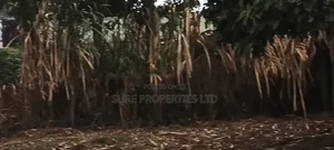 100x100 Prime Plot in Thamanda
