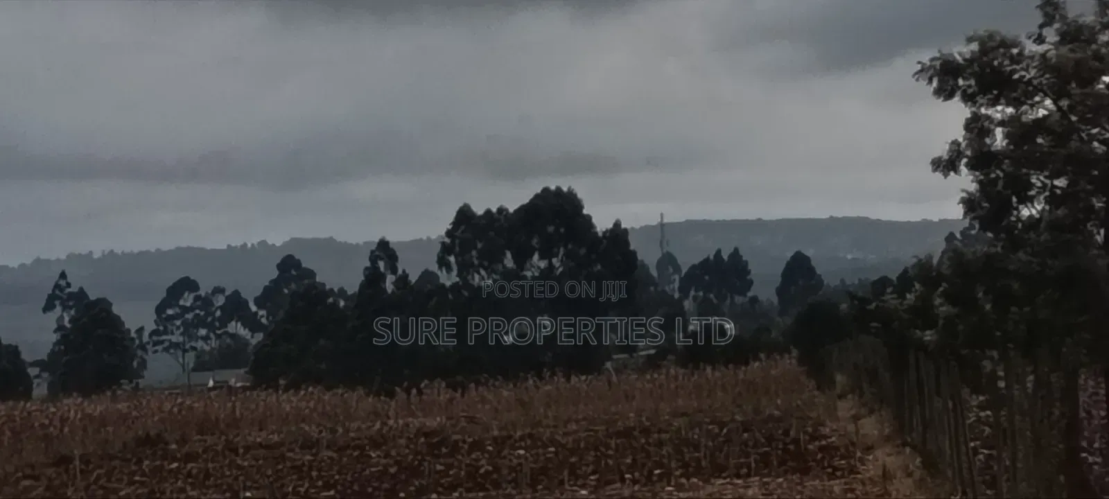 100x100 Prime Plot in Thamanda