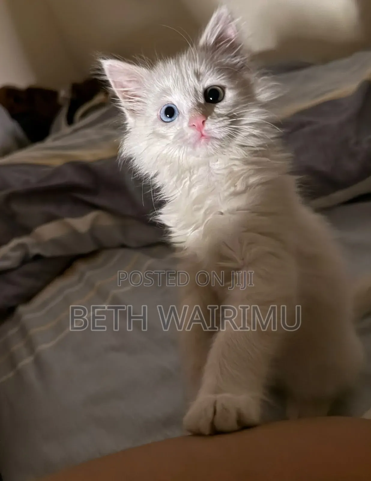 1-3 months Male Purebred Turkish Angora