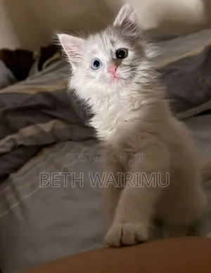 1-3 months Male Purebred Turkish Angora