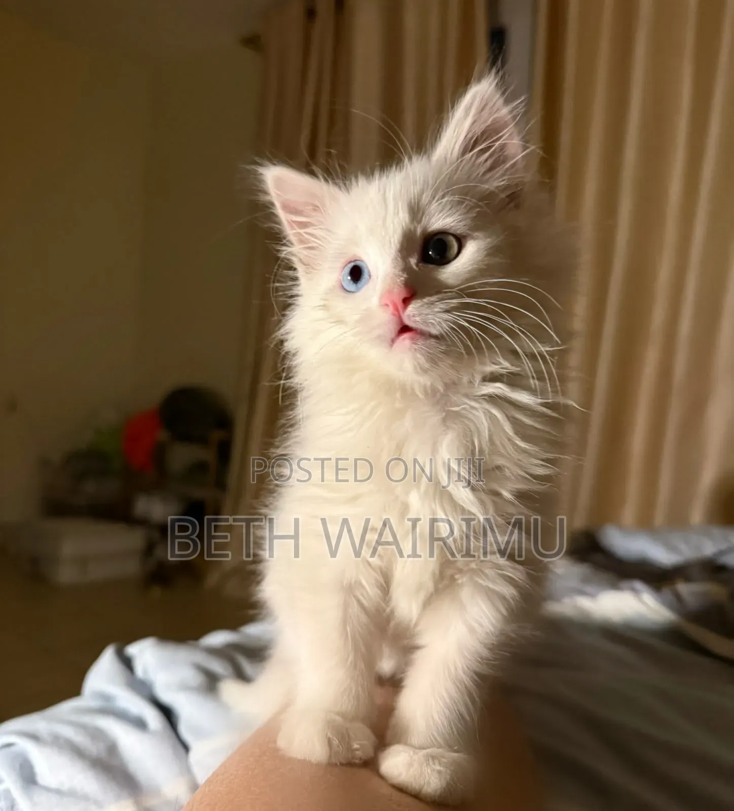1-3 months Male Purebred Turkish Angora