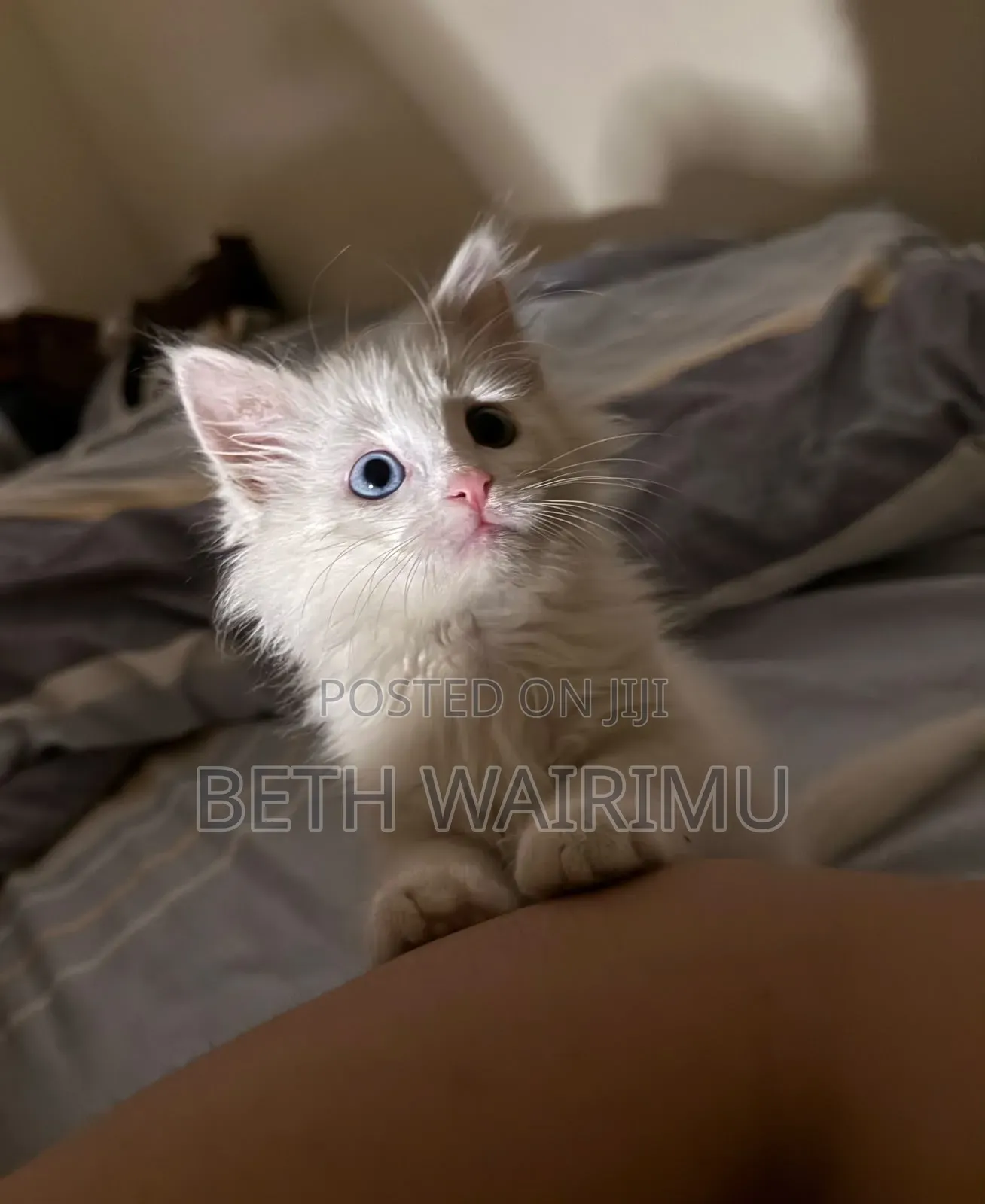 1-3 months Male Purebred Turkish Angora