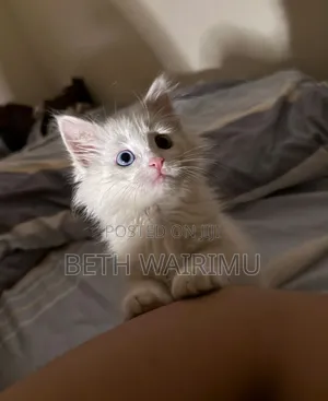 1-3 months Male Purebred Turkish Angora