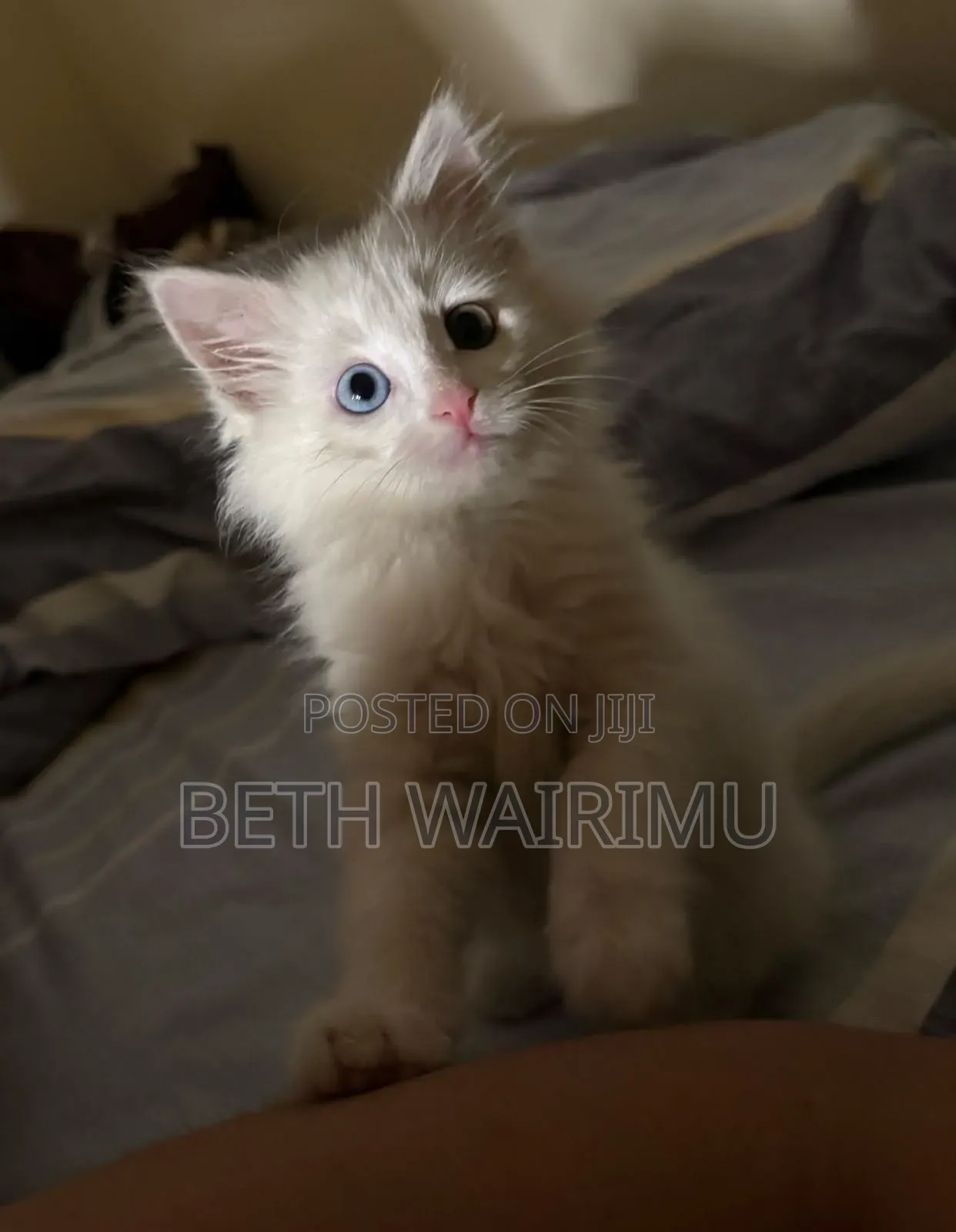 1-3 months Male Purebred Turkish Angora