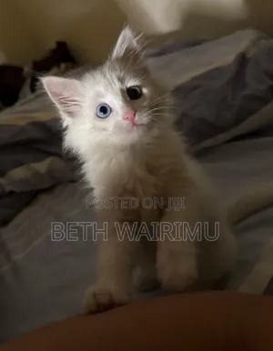 1-3 months Male Purebred Turkish Angora
