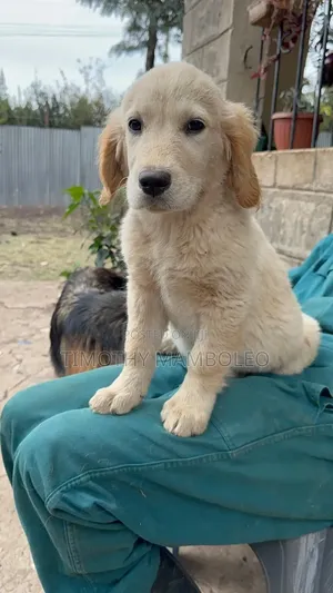 1-3 months Female Purebred Golden Retriever