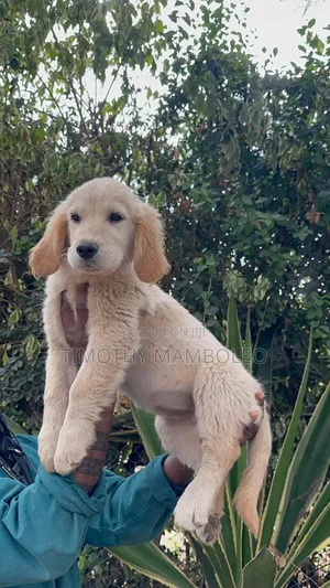 1-3 months Female Purebred Golden Retriever