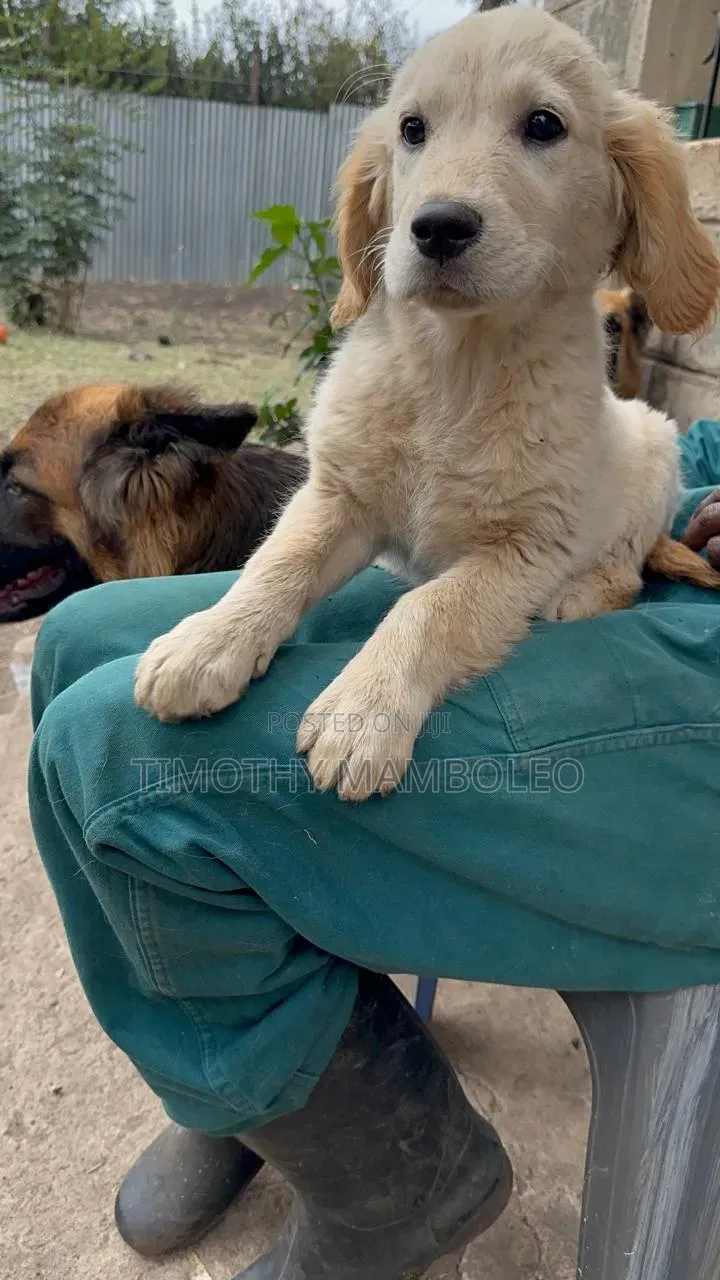 1-3 months Female Purebred Golden Retriever