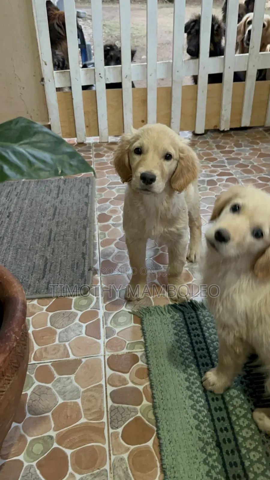1-3 months Female Purebred Golden Retriever