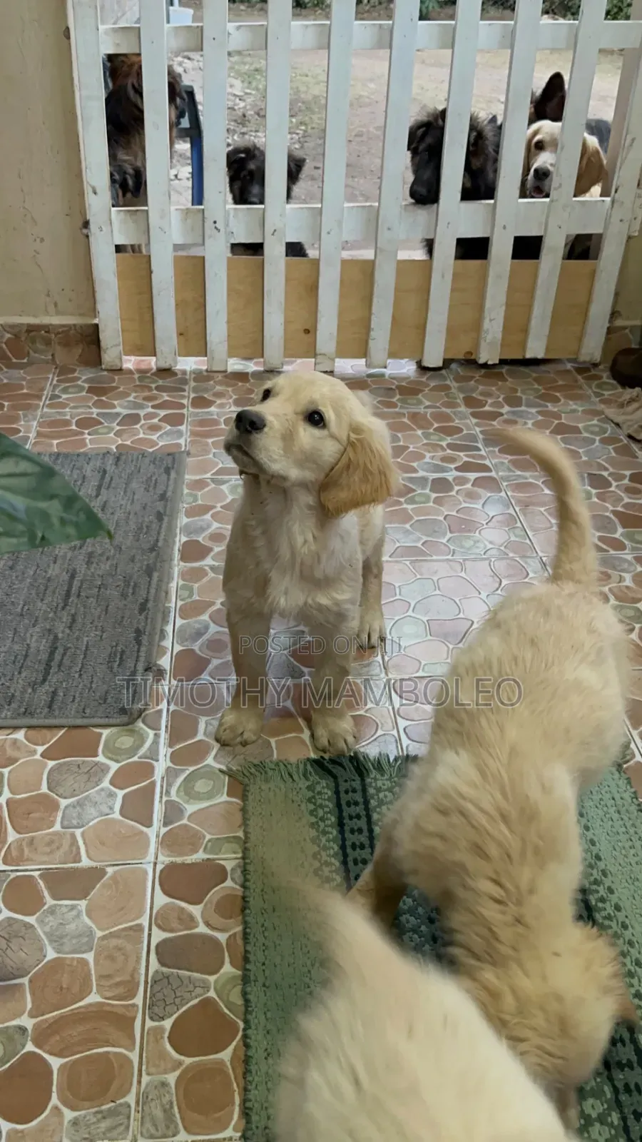 1-3 months Female Purebred Golden Retriever