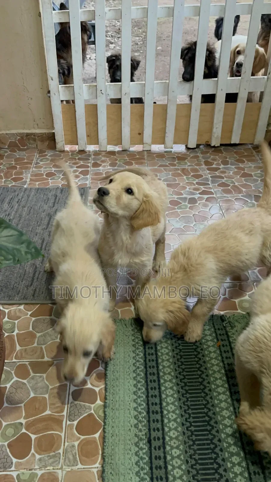 1-3 months Female Purebred Golden Retriever