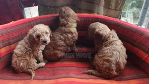 1-3 months Female Purebred Poodle