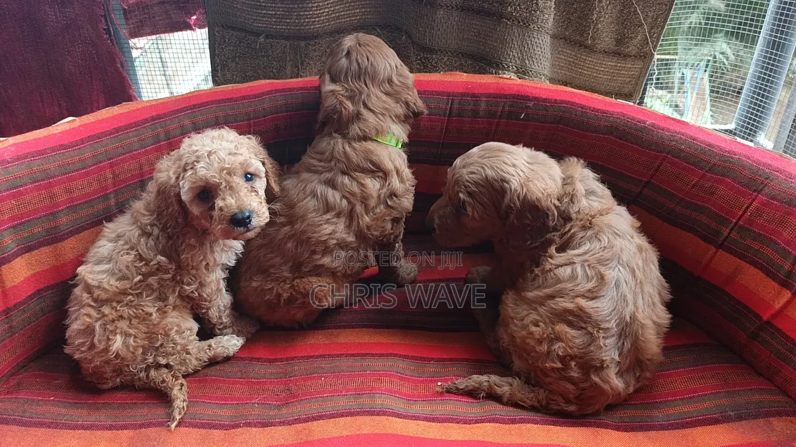 1-3 months Female Purebred Poodle