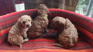 1-3 months Female Purebred Poodle