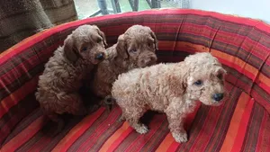 1-3 months Female Purebred Poodle