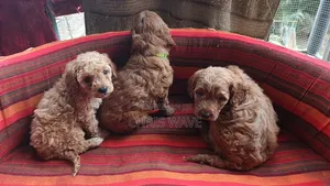 1-3 months Female Purebred Poodle