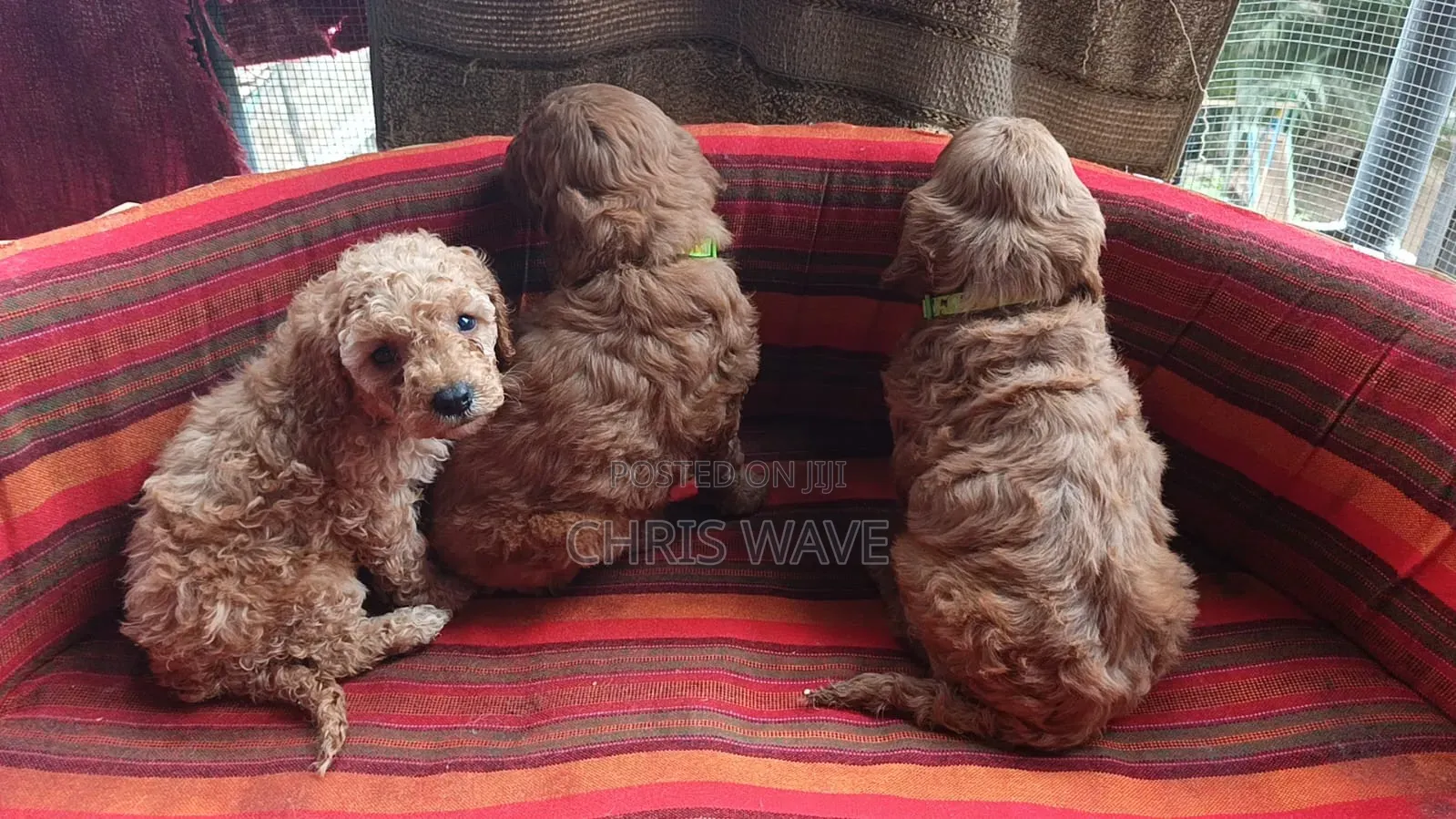 1-3 months Female Purebred Poodle