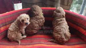 1-3 months Female Purebred Poodle