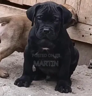 1-3 months Male Purebred Boerboel
