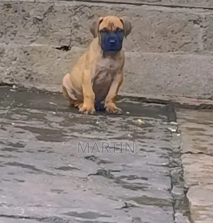 1-3 months Male Purebred Boerboel