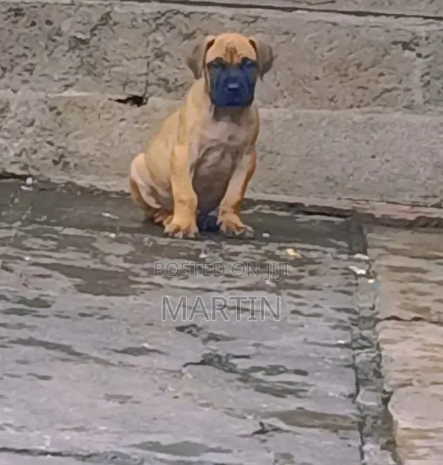 1-3 months Male Purebred Boerboel