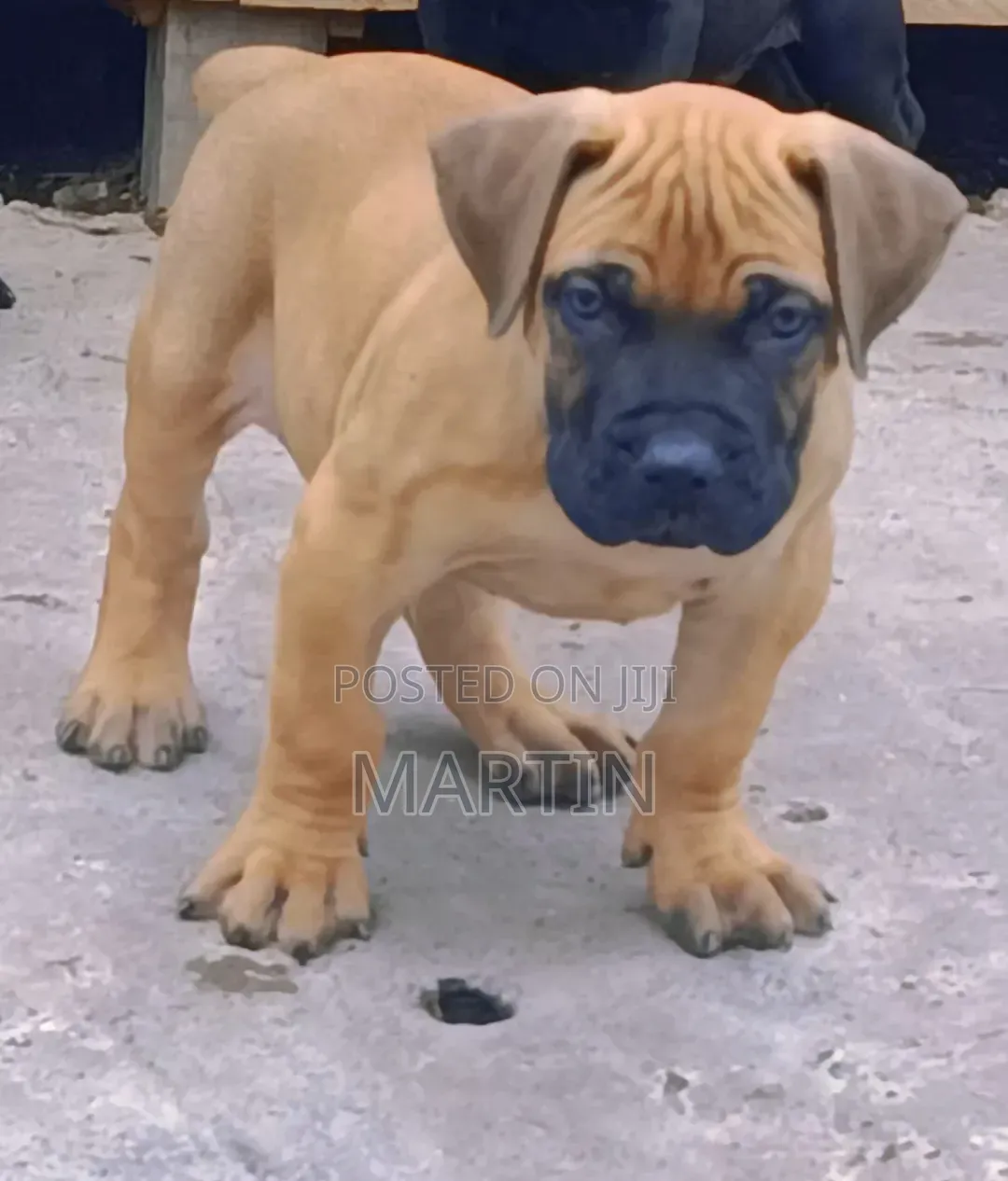 1-3 months Male Purebred Boerboel