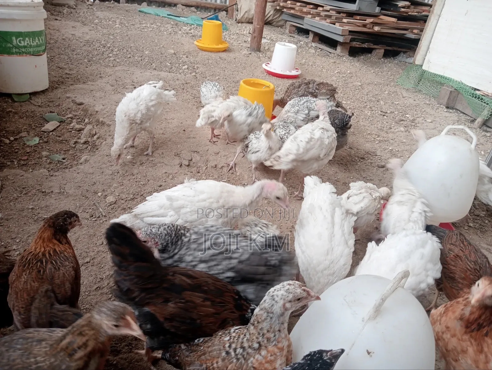 Turkey Poults