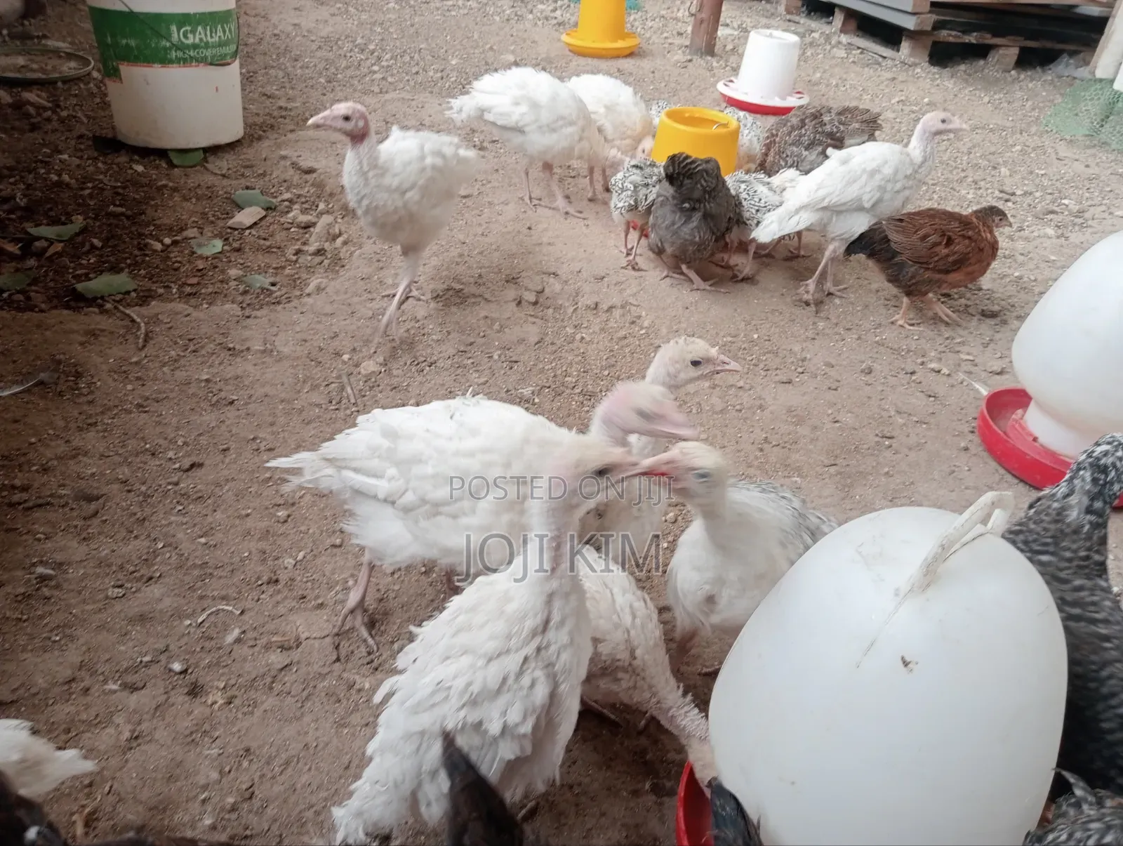 Turkey Poults