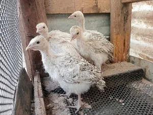 Turkey Poults