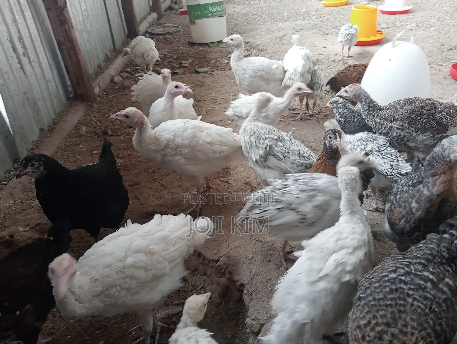 Turkey Poults