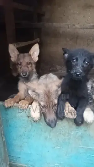 1-3 months Female Mixed Breed German Shepherd