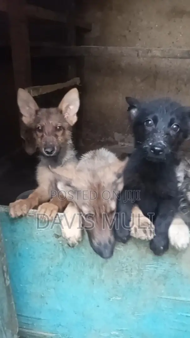 1-3 months Female Mixed Breed German Shepherd