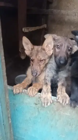 1-3 months Female Mixed Breed German Shepherd