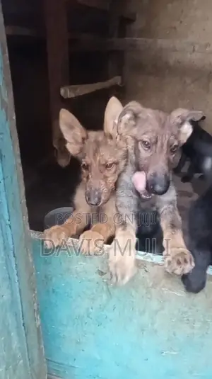 1-3 months Female Mixed Breed German Shepherd