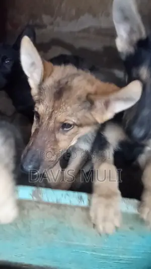 1-3 months Female Mixed Breed German Shepherd