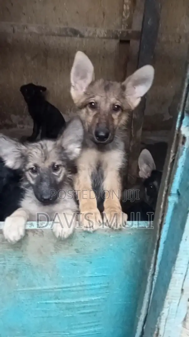 1-3 months Female Mixed Breed German Shepherd