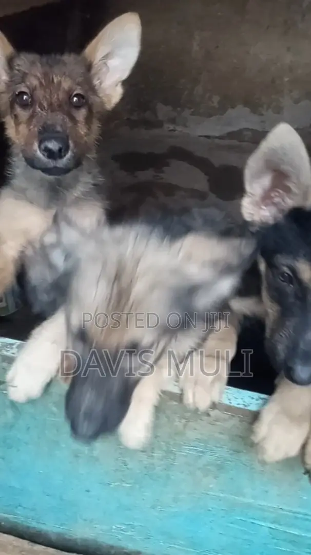 1-3 months Female Mixed Breed German Shepherd