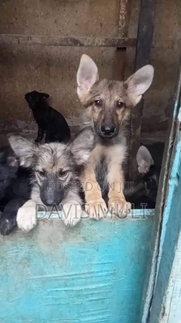 1-3 months Female Mixed Breed German Shepherd