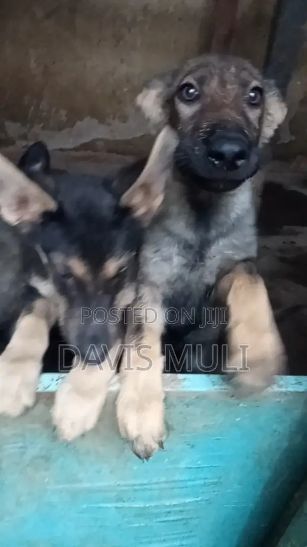 1-3 months Female Mixed Breed German Shepherd