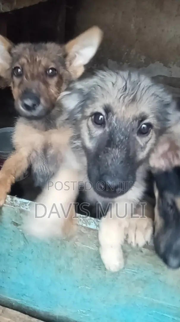 1-3 months Female Mixed Breed German Shepherd