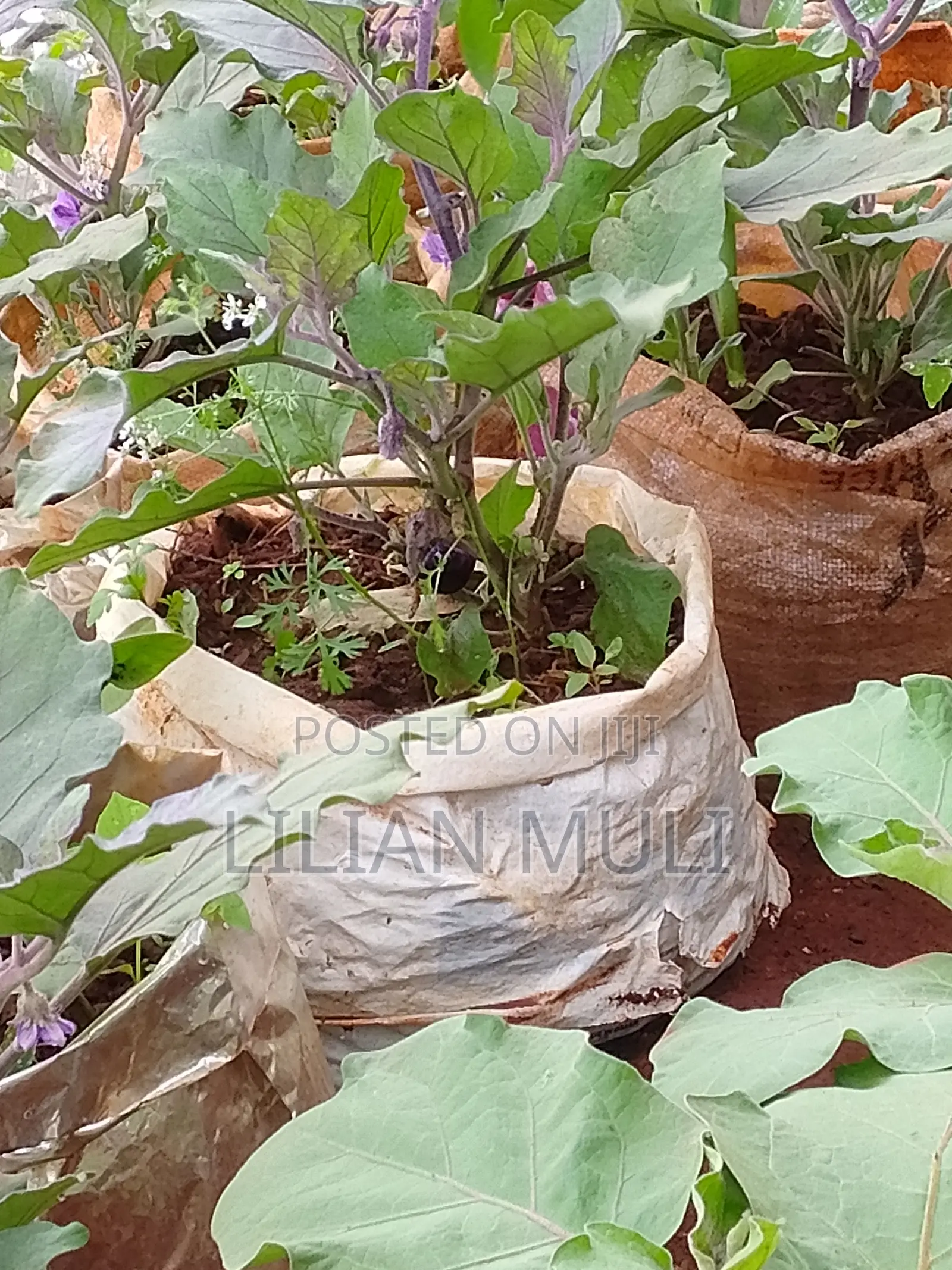 Yellow Receptacle Eggplants Seedlings