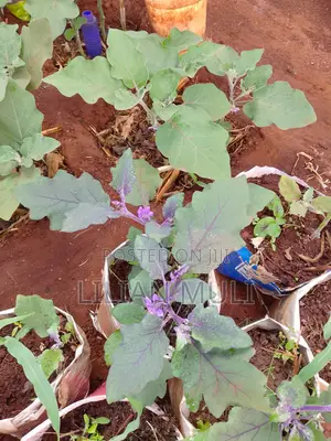 Yellow Receptacle Eggplants Seedlings