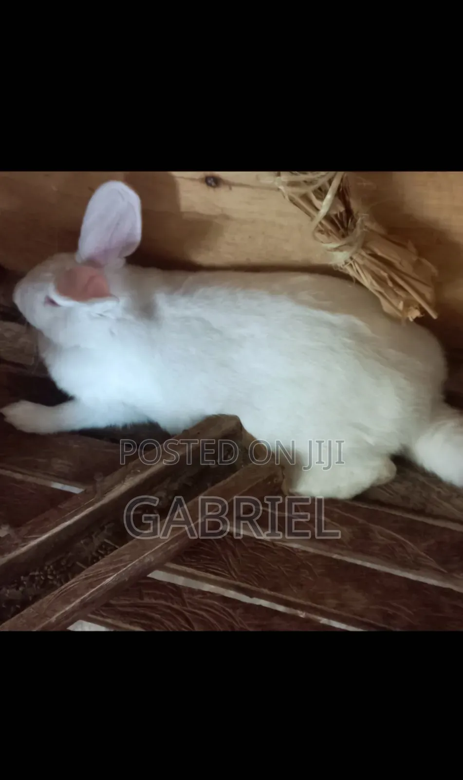 Selling Hybrid Breed Rabbits